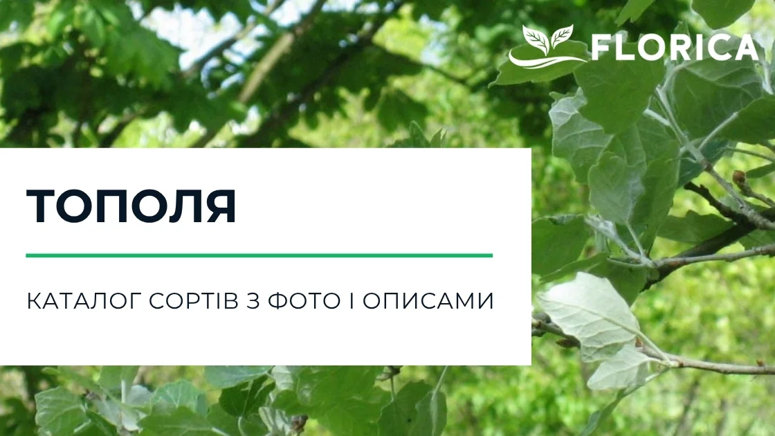 Тополя: каталог сортів з фото і описами