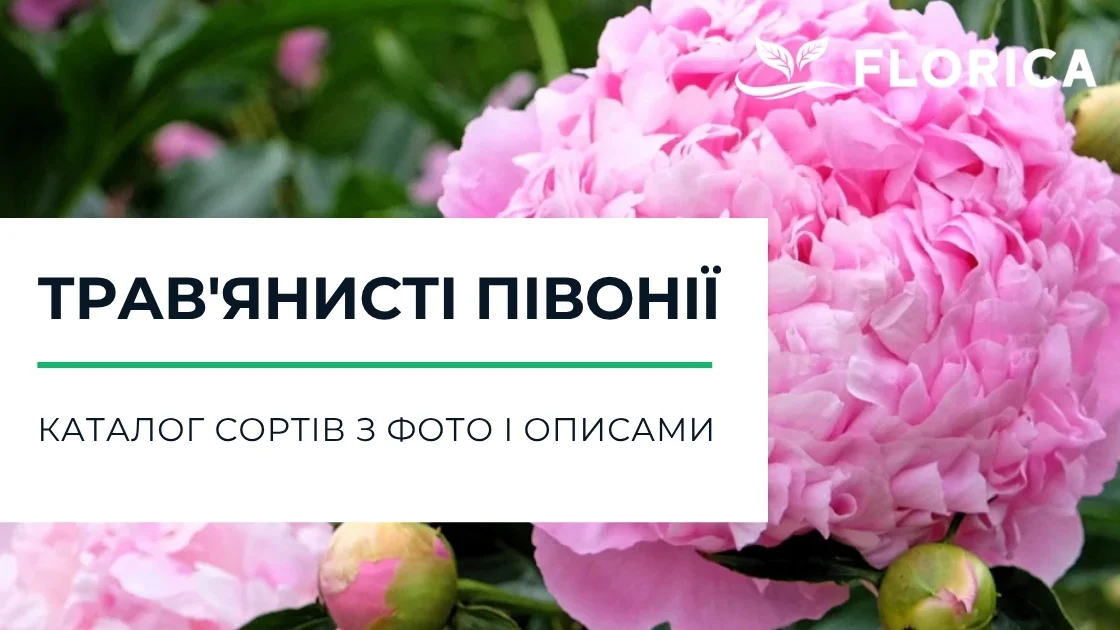 Трав'янисті півонії: каталог сортів з фото і описами