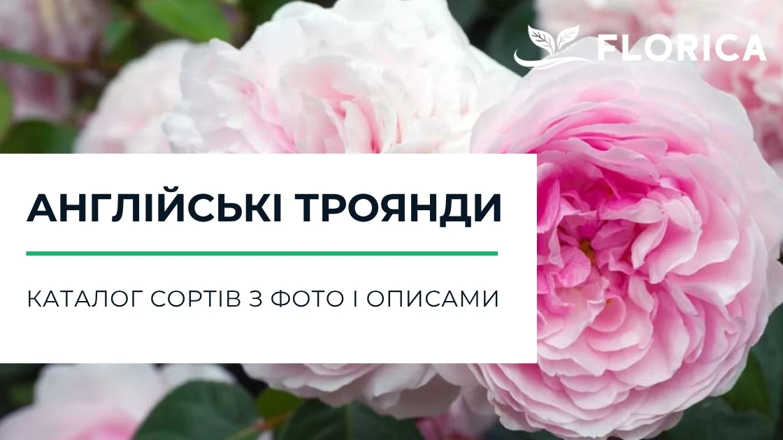 Англійська троянда: каталог сортів з фото і описами