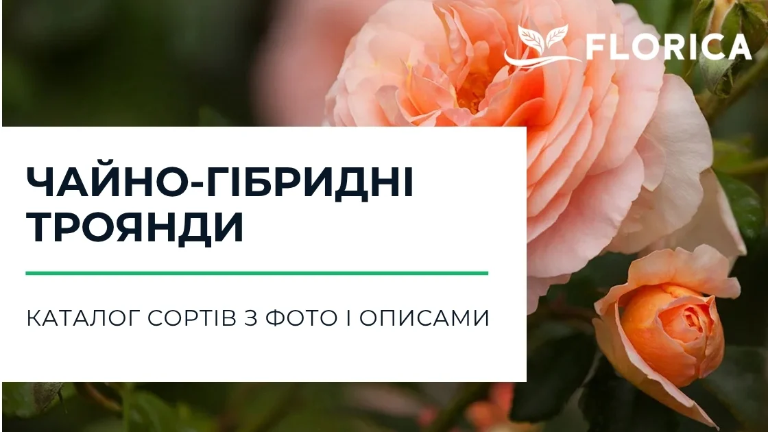 Чайно-гібридна троянда: каталог сортів з фото і описами