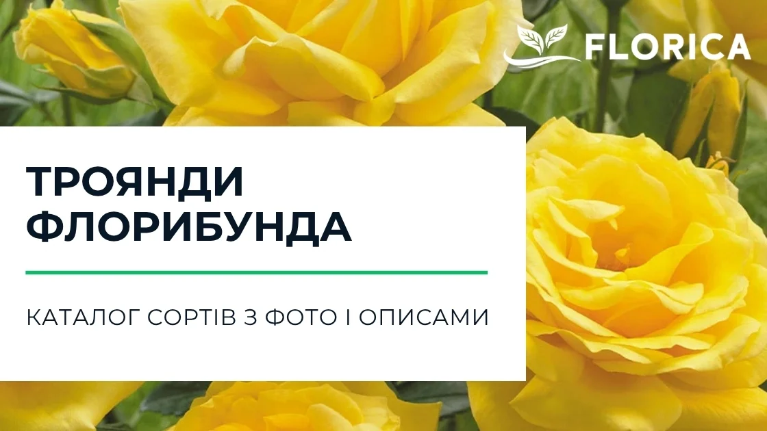Троянда флорибунда: каталог сортів з фото і описами