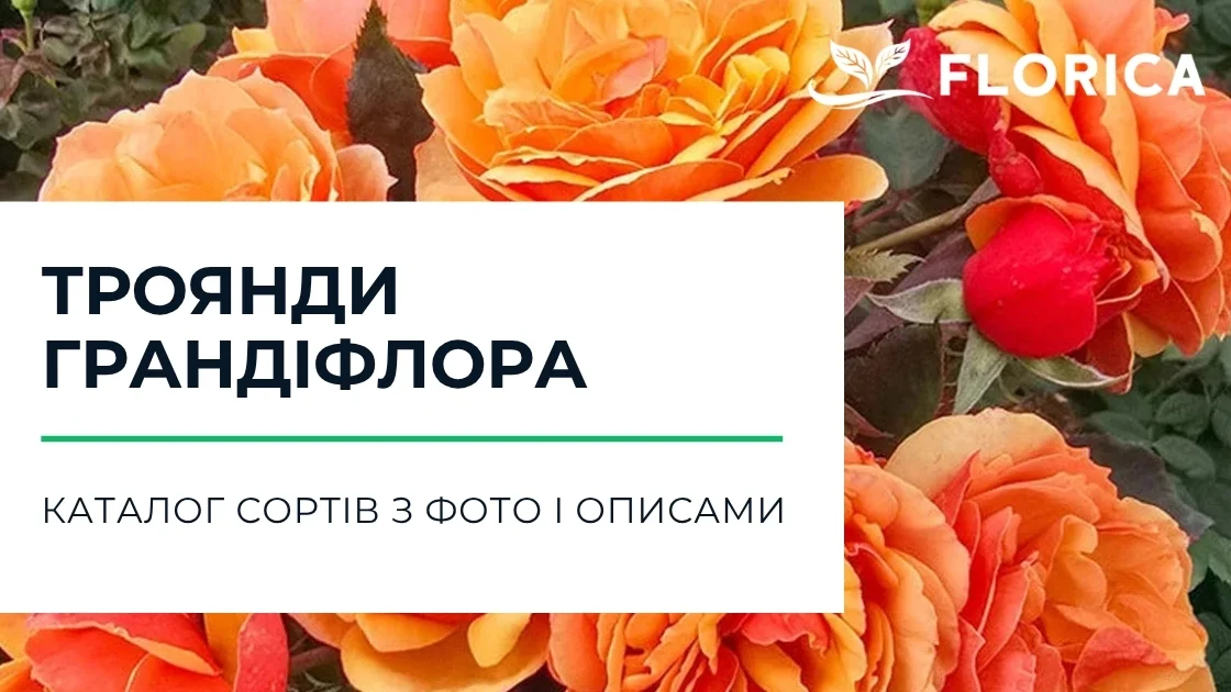 Троянда грандіфлора: каталог сортів з фото і описами