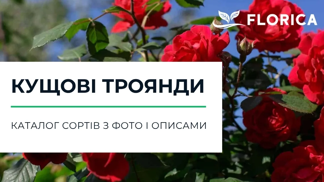 Кущова троянда: каталог сортів з фото і описами