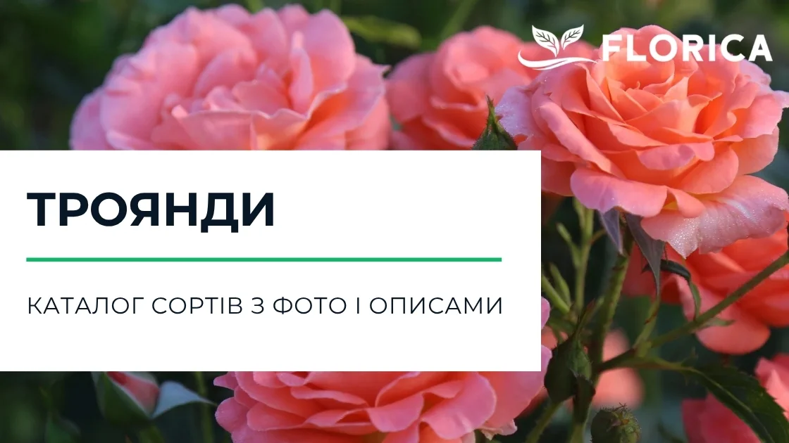 Троянди: каталог сортів з фото і описами