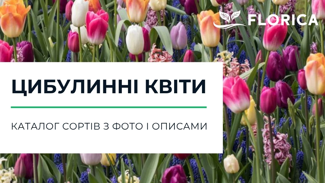 Цибулинні квіти: каталог сортів з фото і описами