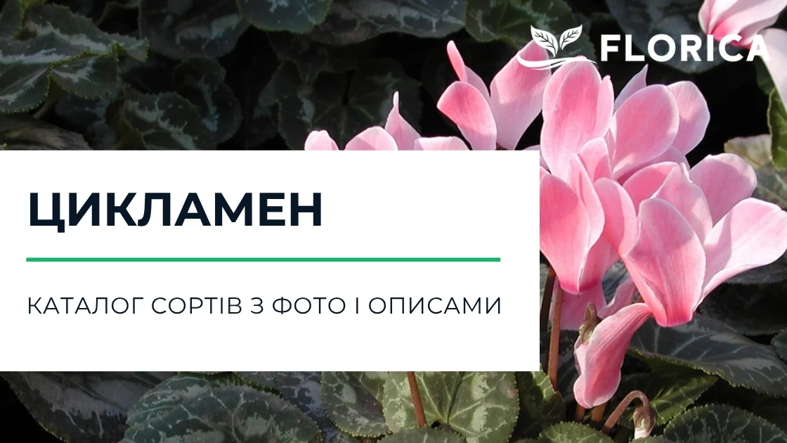 Цикламен: каталог сортів з фото і описами