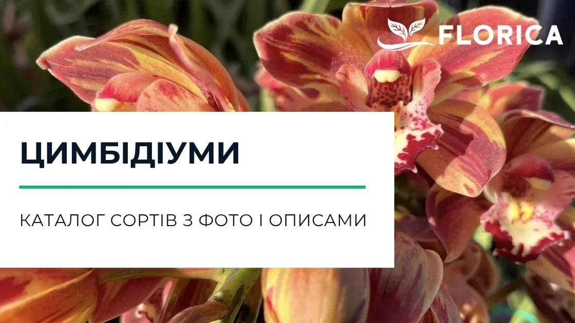 Орхідея цимбідіум: каталог сортів з фото і описами