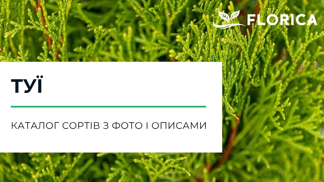Туя: каталог сортів з фото і описами