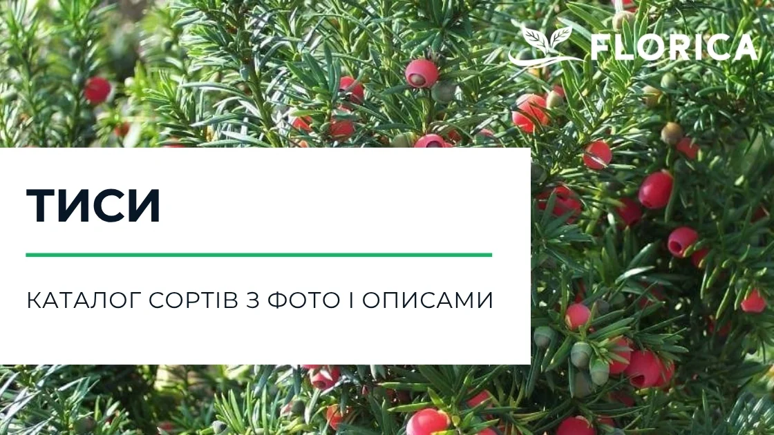 Тиси: каталог сортів з фото і описами