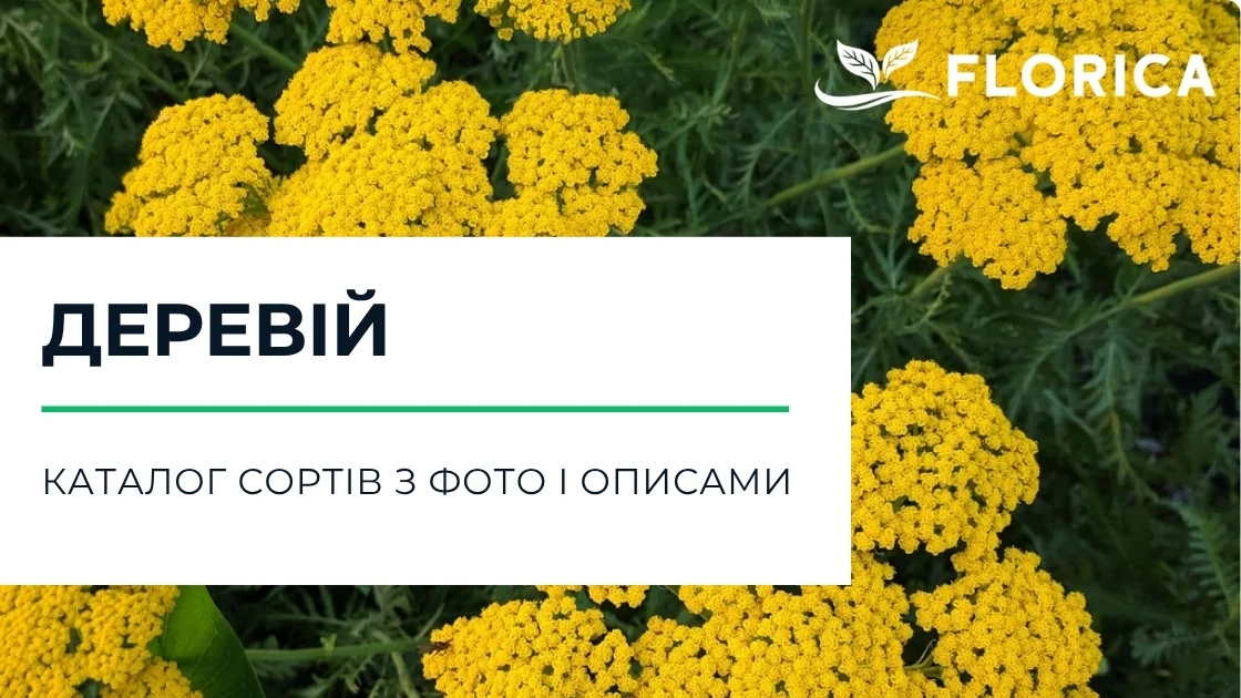 Тисячолистник (деревій): каталог сортів з фото і описами