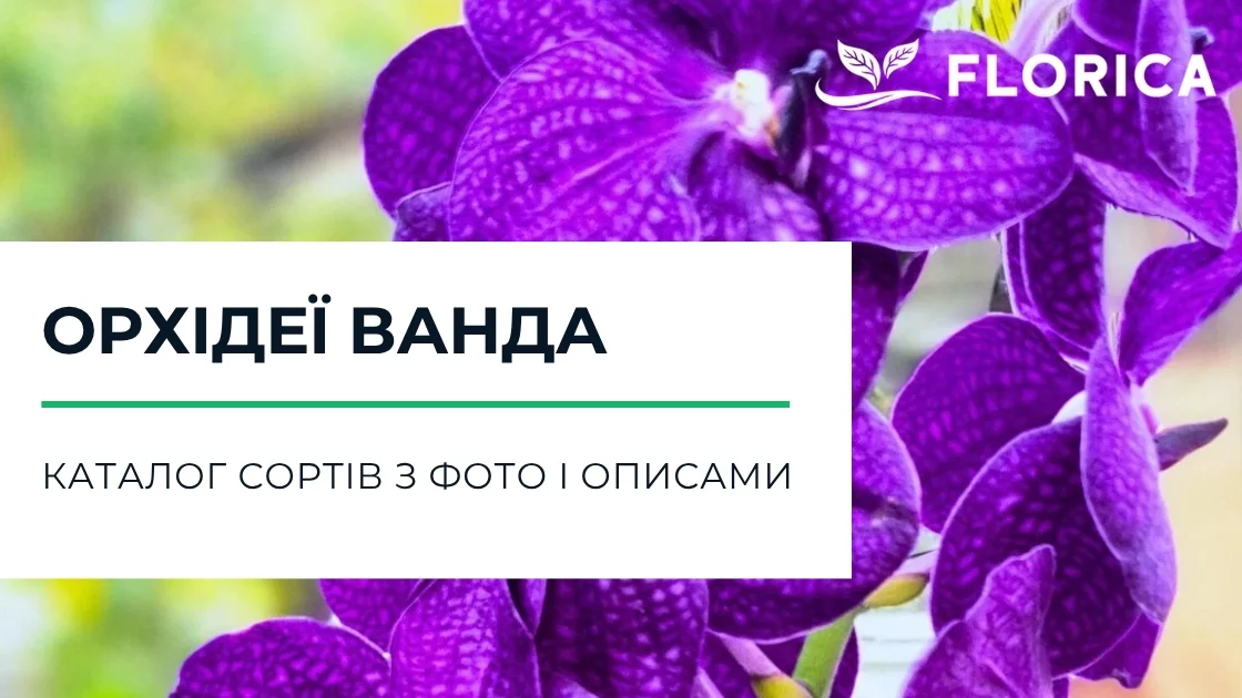Орхідея ванда: каталог сортів з фото і описами