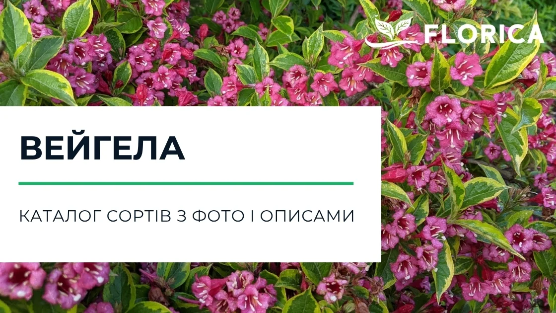 Вейгела: каталог сортів з фото і описами