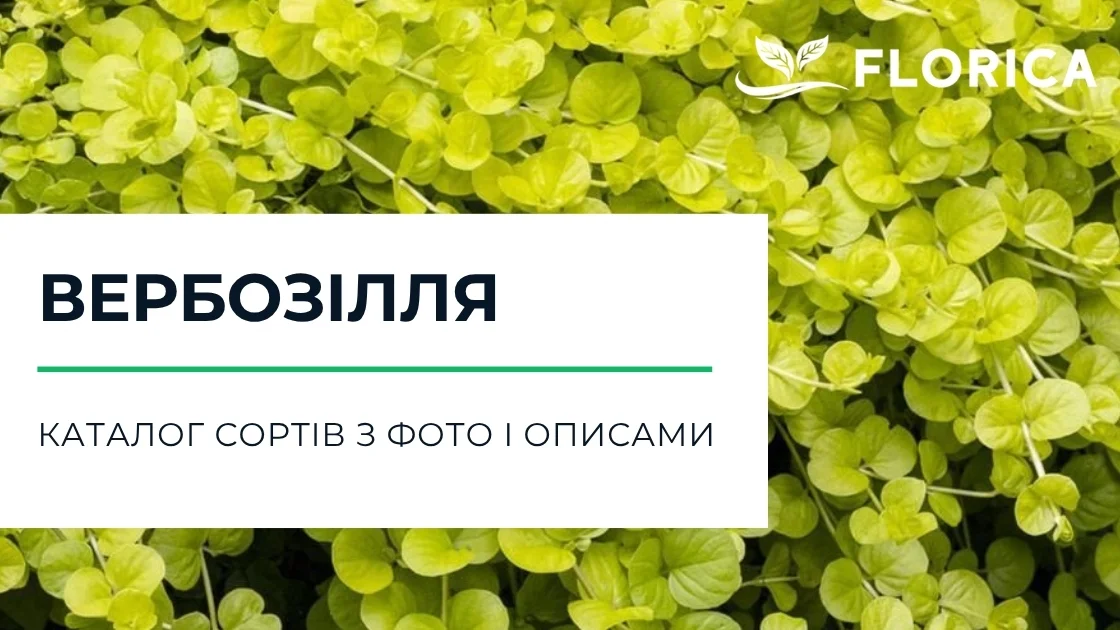 Вербозілля: каталог сортів з фото і описами
