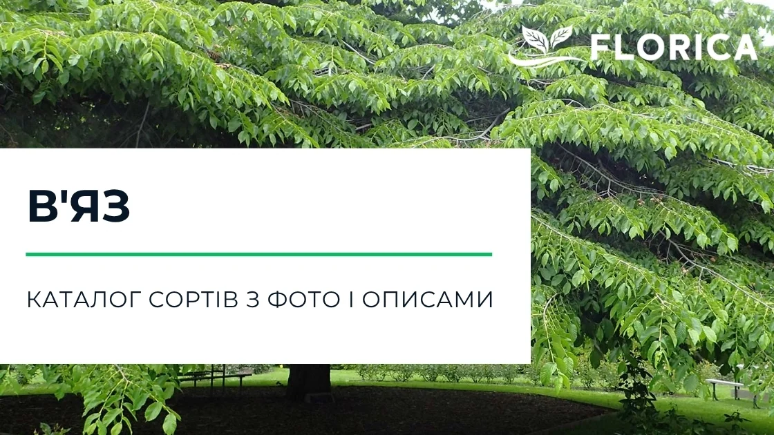 В'яз: каталог сортів з фото і описами