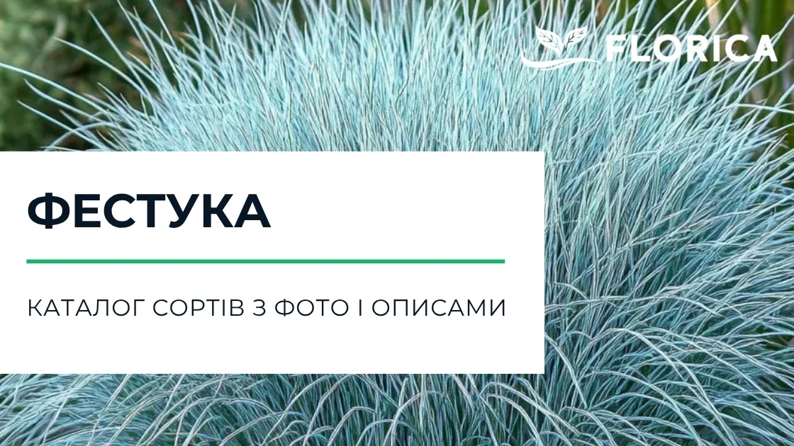 Вівсяниця (Костриця): каталог сортів з фото і описами