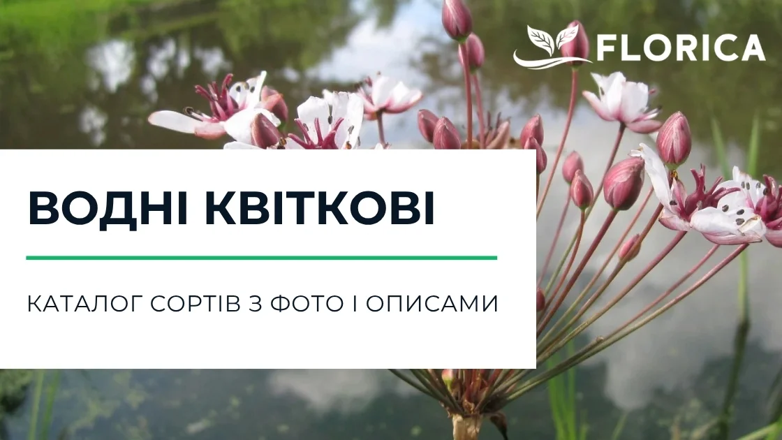 Водні квіткові: каталог сортів з фото і описами