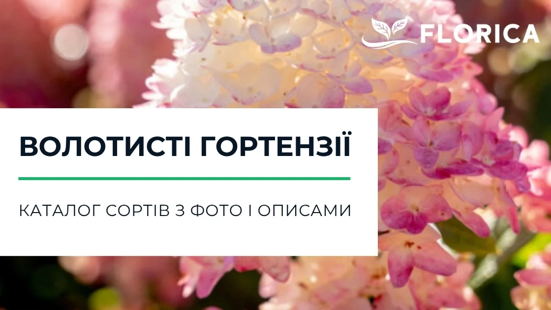 Волотисті гортензії: каталог сортів з фото і описами