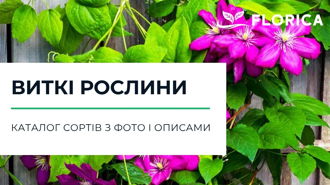 Виткі рослини й ліани: каталог сортів з фото і описами
