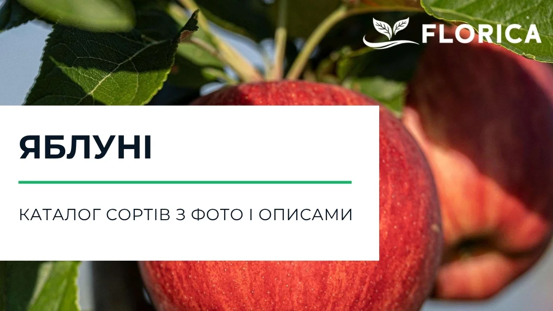 Яблуня: каталог сортів з фото і описами