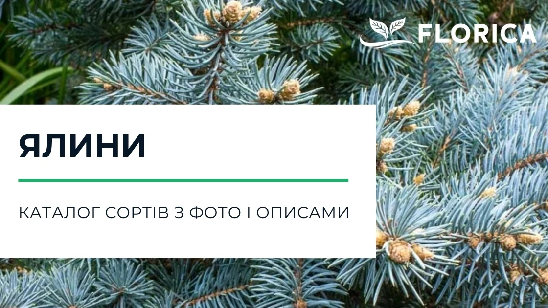 Ялина: каталог сортів з фото і описами
