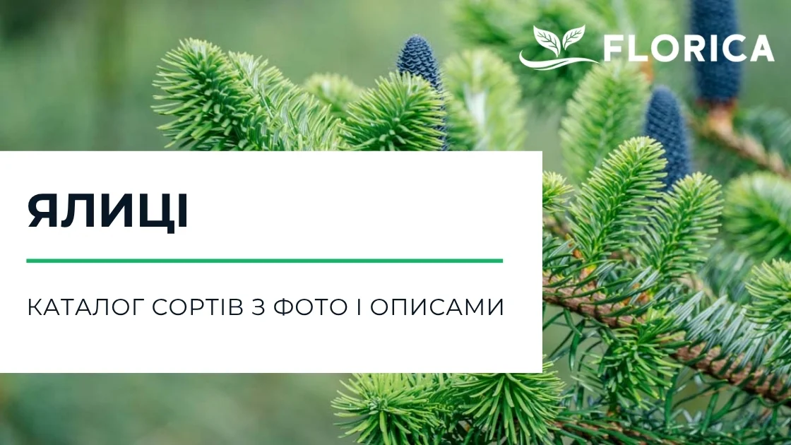 Ялиця: каталог сортів з фото і описами