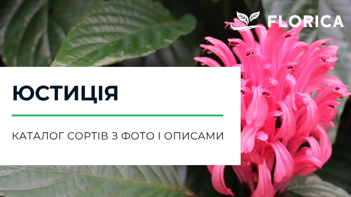 Юстиція: каталог сортів з фото і описами