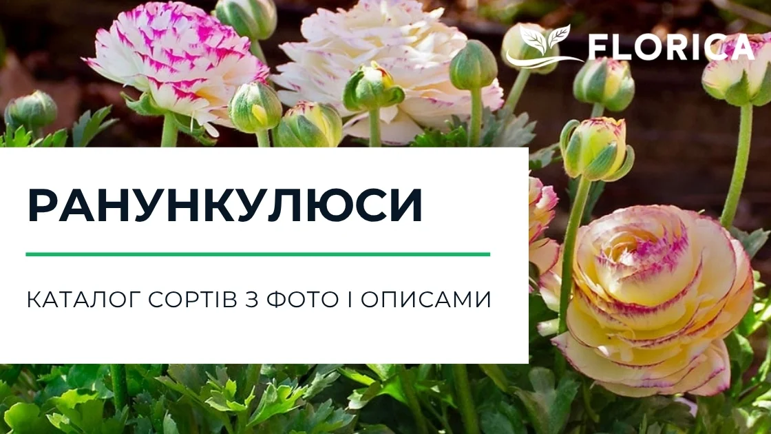 Ранункулюс: каталог сортів з фото і описами