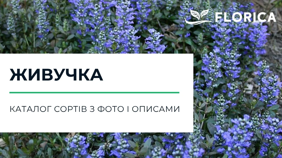 Живучка (аюга): каталог сортів з фото і описами