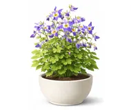 Аквілегія (Орлик)