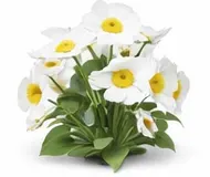 Анемона (Вітрениця)