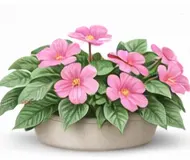 Бальзамін (Недоторка)