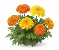 Чорнобривці