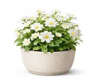 Чубушник (жасмін)