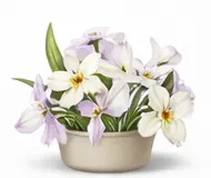 Дендробіум