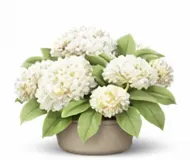 Деревовидні гортензії