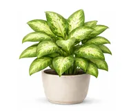 Дифенбахія