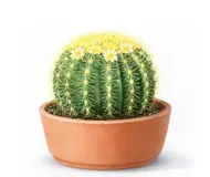 Ехінокактус