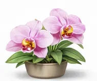 Фаленопсис