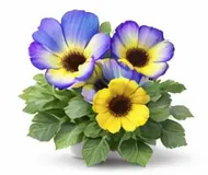 Фіалка садова