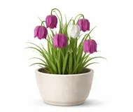 Фрітілярія (Рябчик)