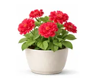 Герань садова