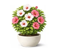 Гібіскус (Китайська троянда, Каркаде)