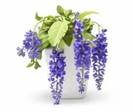 Гліцинія (Вістерія)