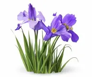 Іриси (півники)