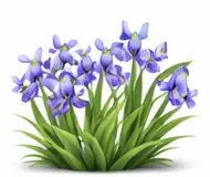 Водні іриси