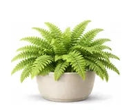 Кімнатні папороті