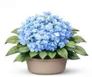 Широколисті гортензії