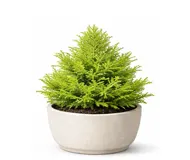 Кипарисовик