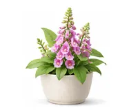 Наперстянка