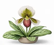 Пафіопедилум